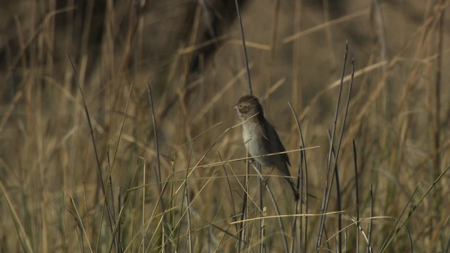 Brewer's Sparrow - ML483280