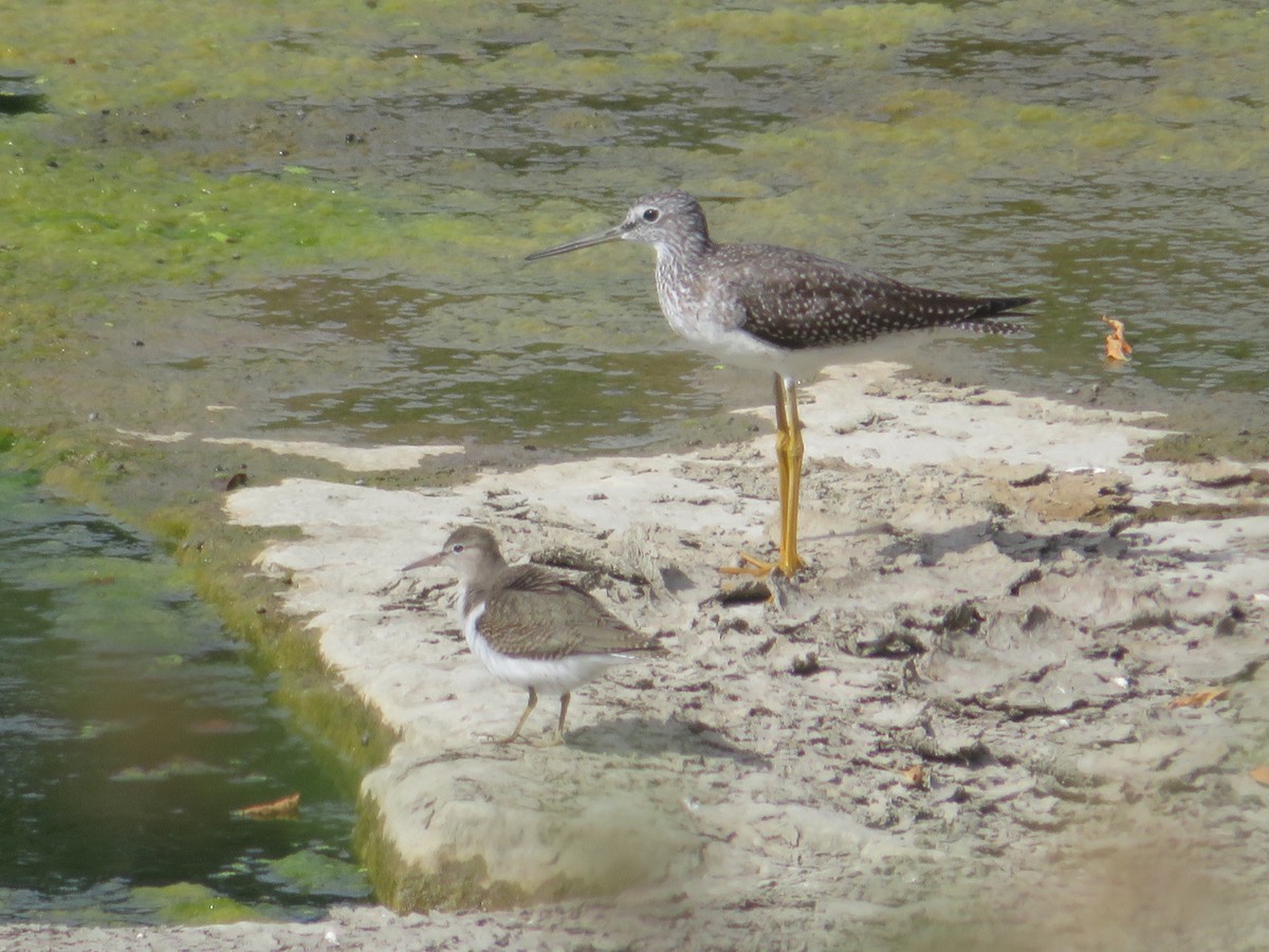 Spotted Sandpiper - ML483281731