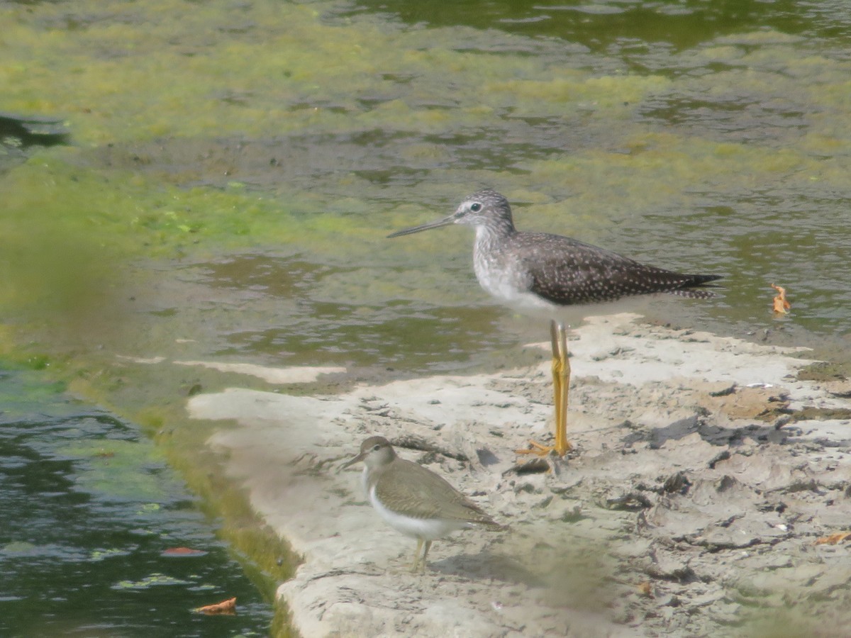 Spotted Sandpiper - ML483281741