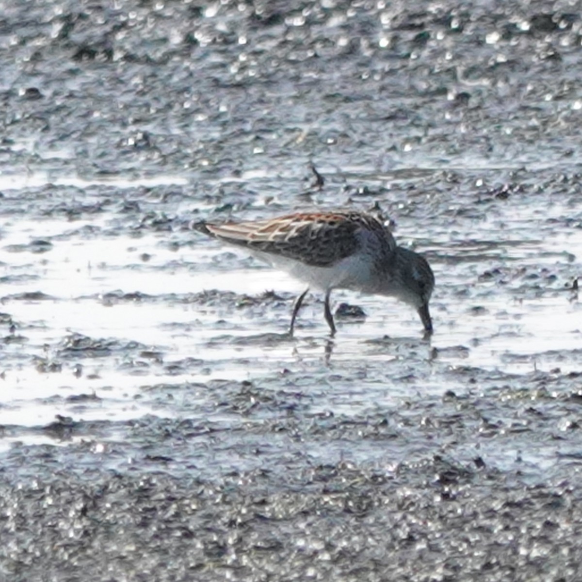 Western Sandpiper - ML483281831