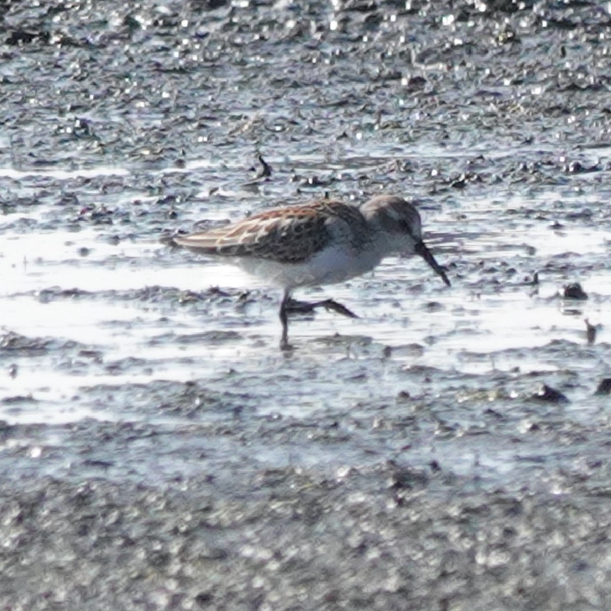 Western Sandpiper - ML483281861