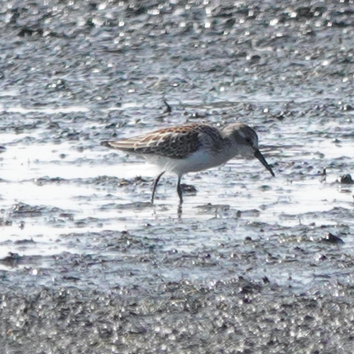 Western Sandpiper - ML483281871