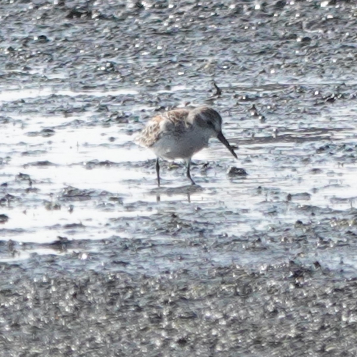 Western Sandpiper - ML483281921
