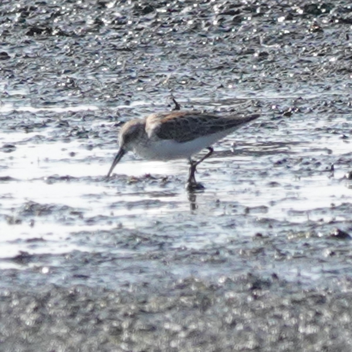 Western Sandpiper - ML483281931