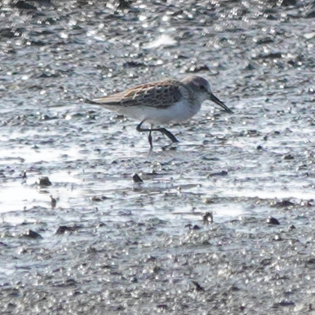 Western Sandpiper - ML483281941