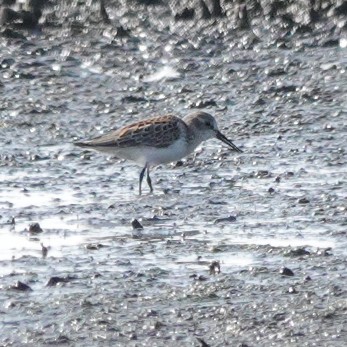Western Sandpiper - ML483281951