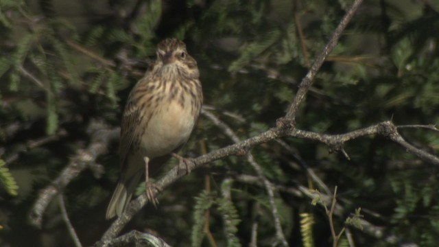 Vesper Sparrow - ML483283