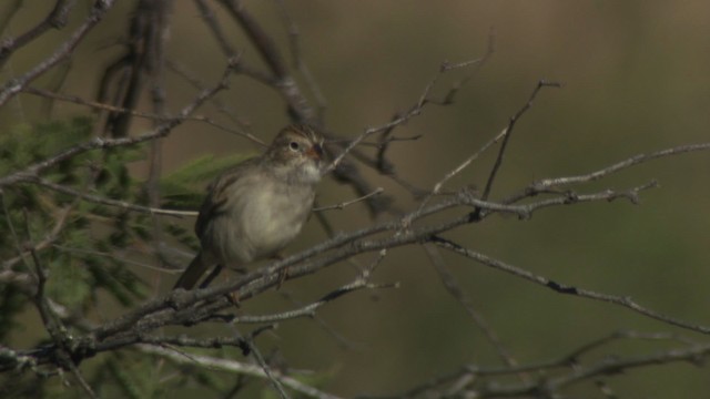 Brewer's Sparrow - ML483284