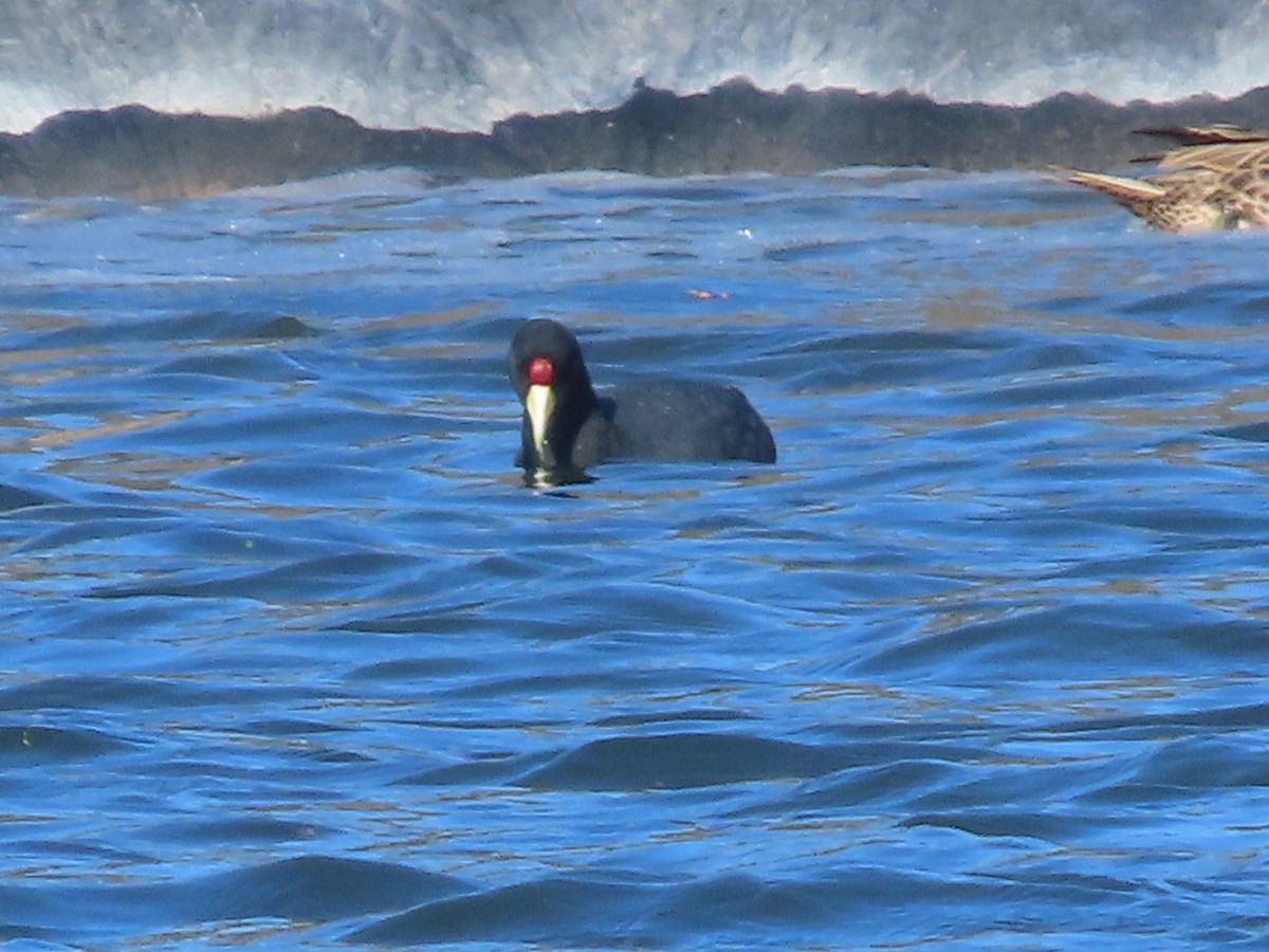 Slate-colored Coot - ML483284471