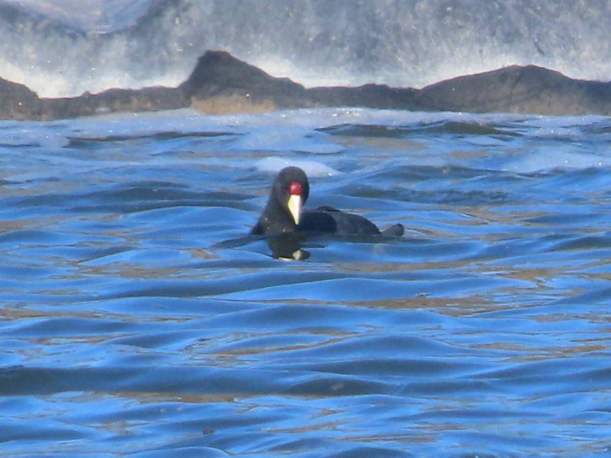 Slate-colored Coot - ML483284481