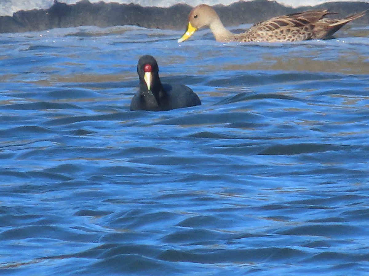 Slate-colored Coot - ML483284501