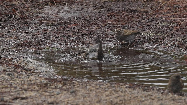 Oak Titmouse - ML483284791