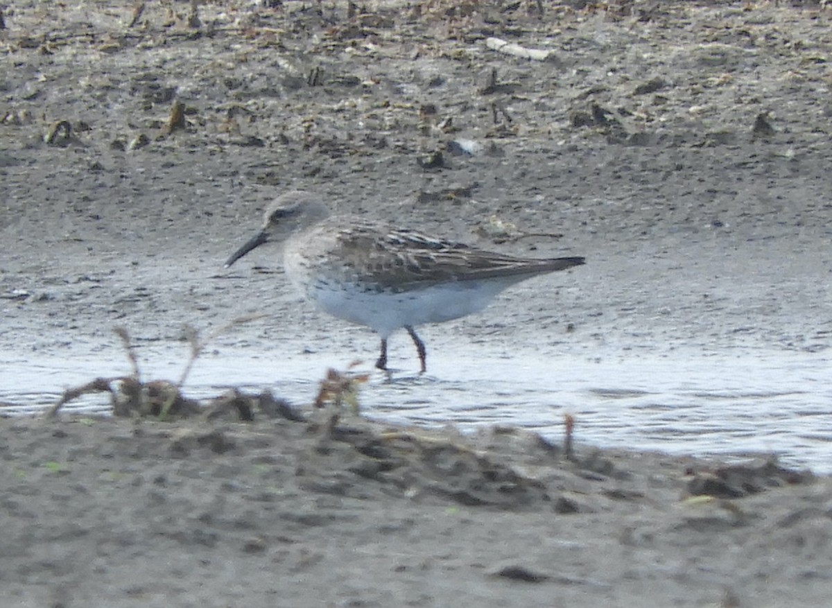 White-rumped Sandpiper - ML483284931