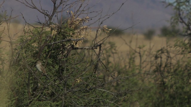 Brewer's Sparrow - ML483285