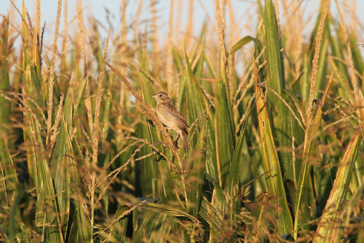 Dickcissel - ML483285711