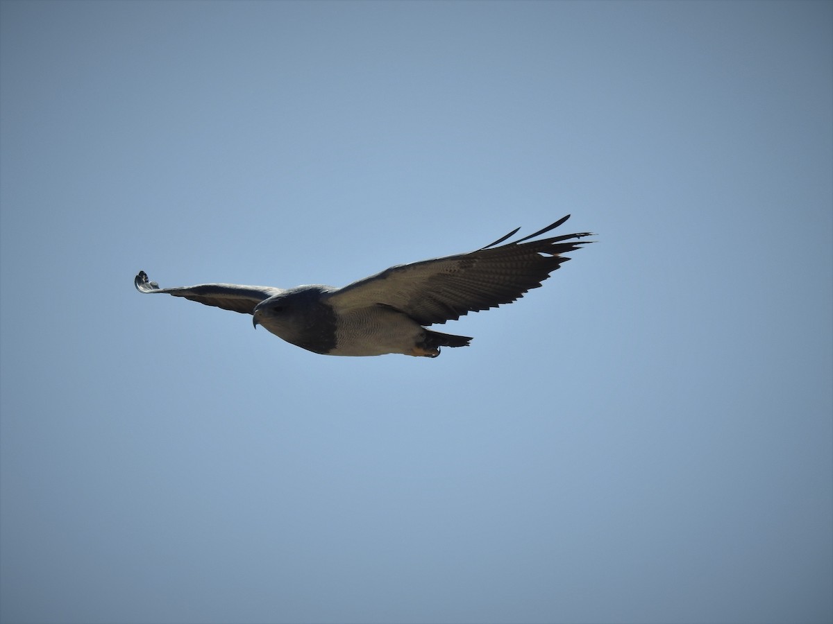 Black-chested Buzzard-Eagle - ML483285841