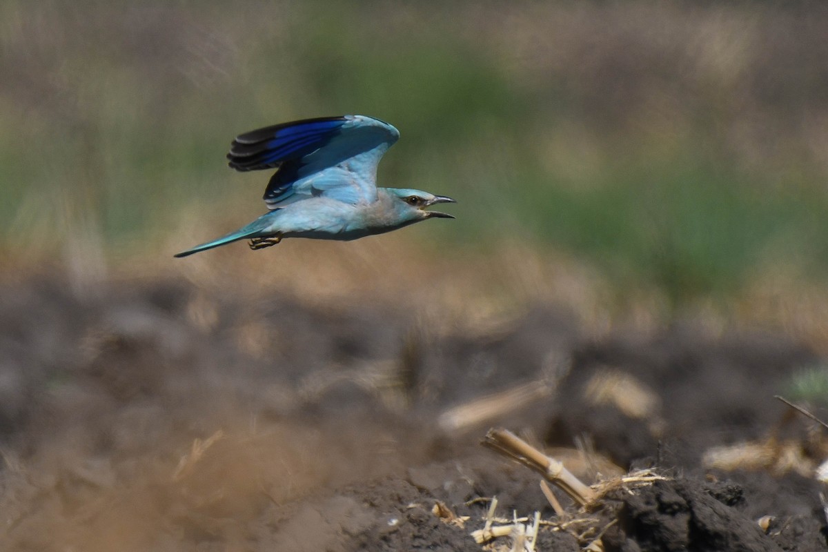 European Roller - Itamar Donitza