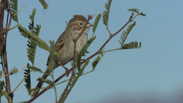 Brewer's Sparrow - ML483286