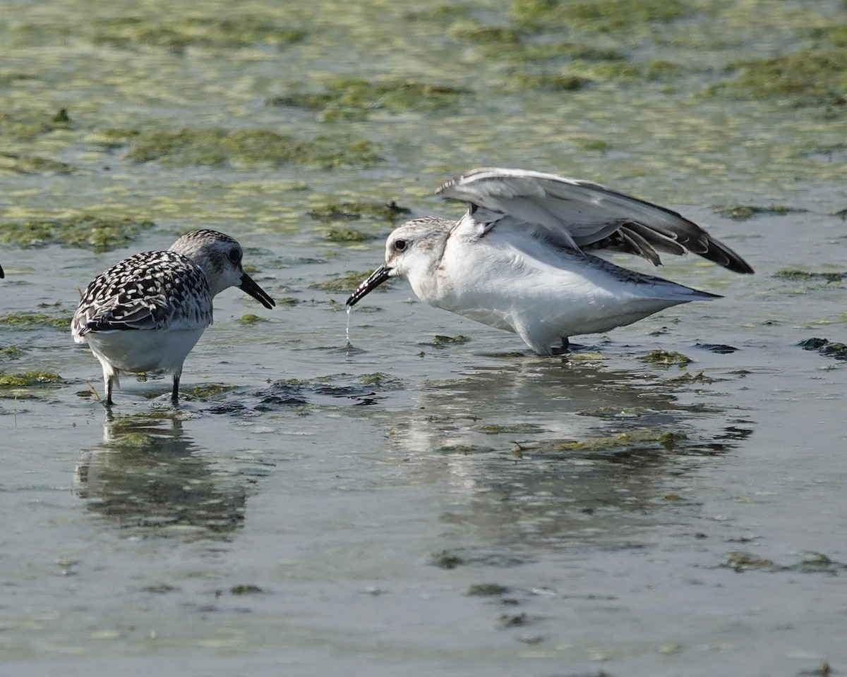 Sanderling - Randall M