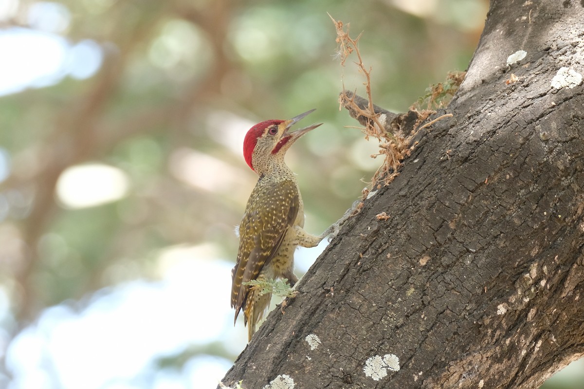 Fine-spotted Woodpecker - Kai Ruske