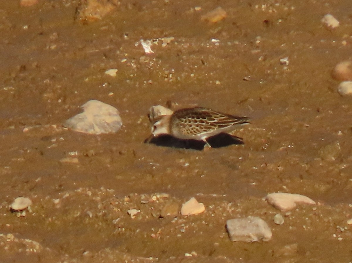 Semipalmated Sandpiper - ML483287111