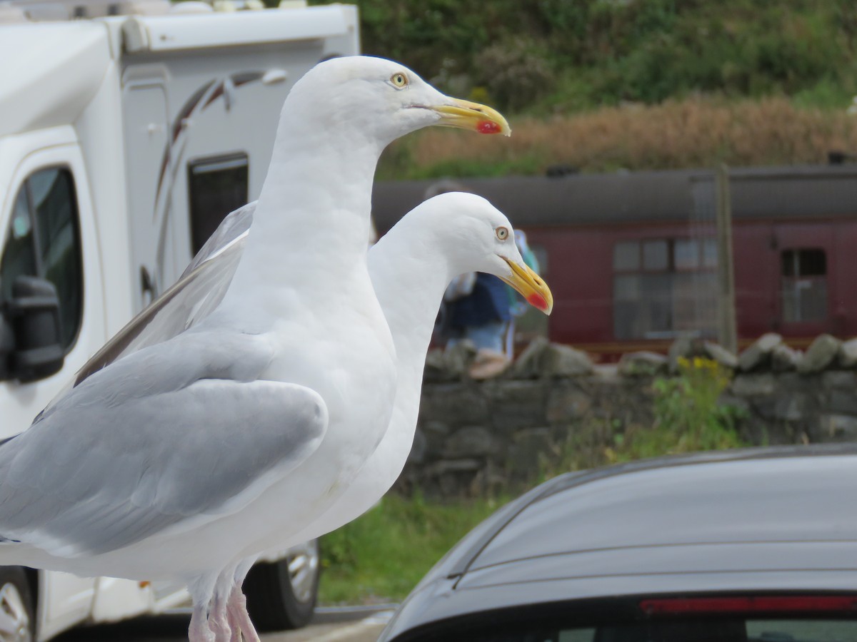 Gaviota Argéntea - ML483287721