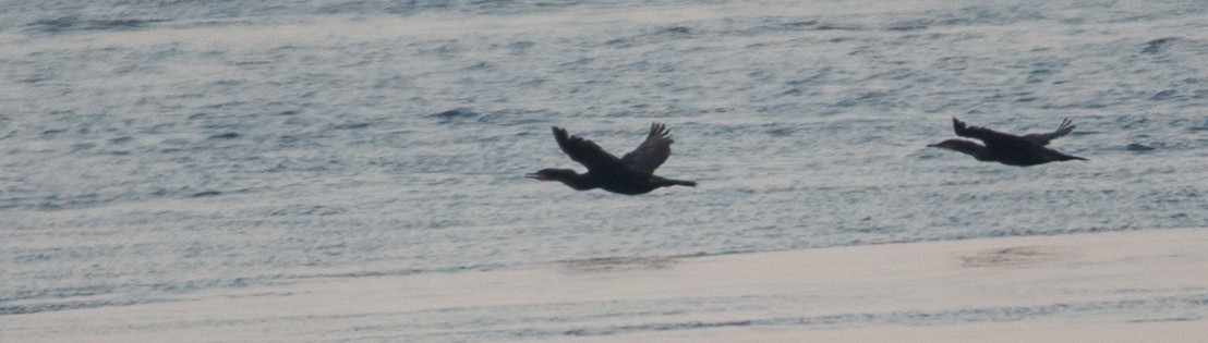 Double-crested Cormorant - ML483287731