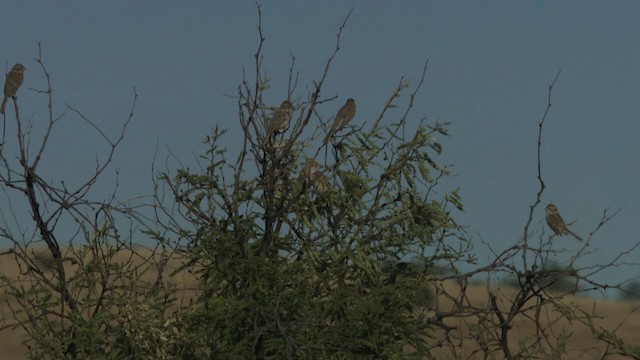 Brewer's Sparrow - ML483288