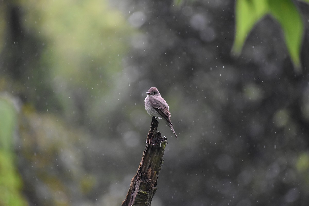 Greater Pewee - ML483289071