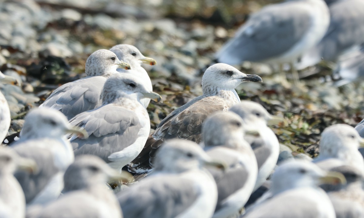 Lesser Black-backed Gull - ML483289081