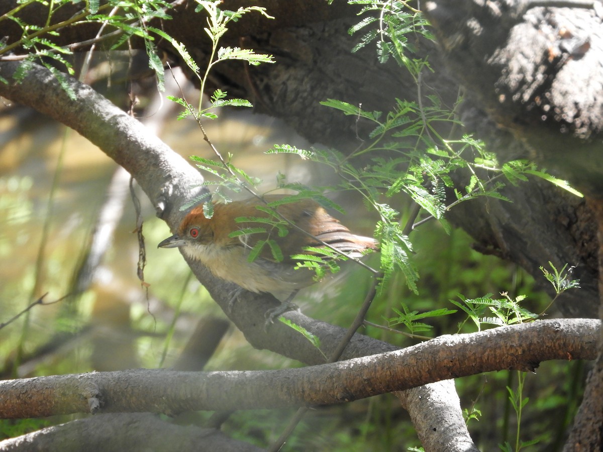 Great Antshrike - Silvia Enggist