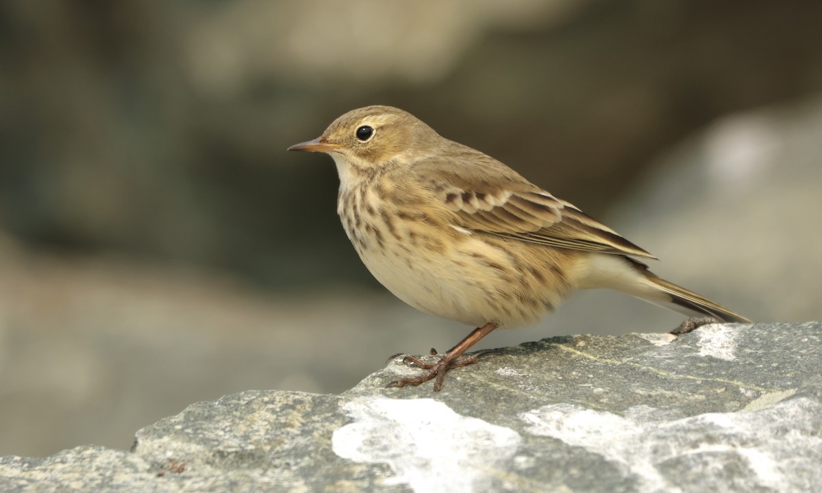 American Pipit - ML483289431