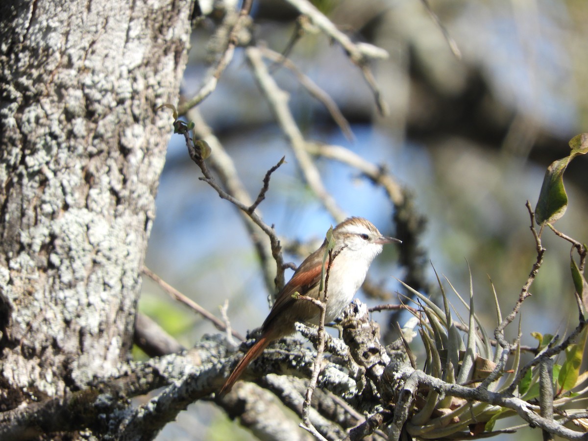 Stripe-crowned Spinetail - Silvia Enggist