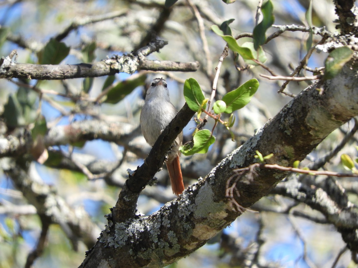 Stripe-crowned Spinetail - ML483289861