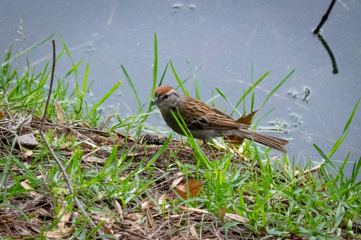 Chipping Sparrow - Nestor Monsalve (@birds.nestor)