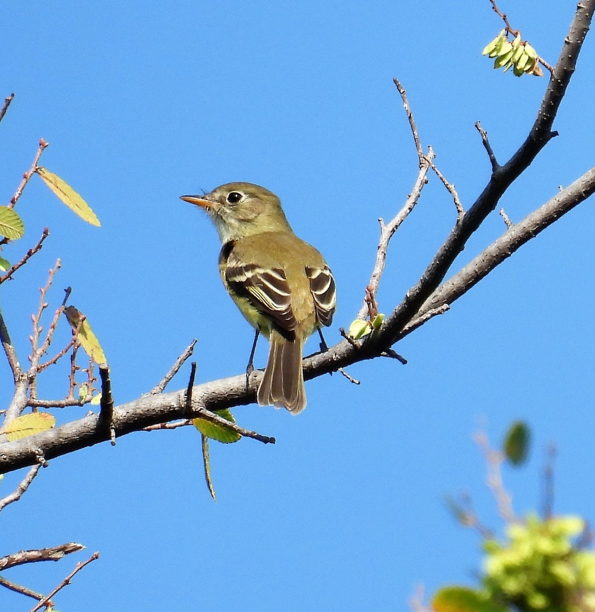 Least Flycatcher - ML483290141