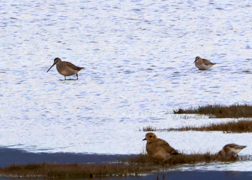 Long-billed Dowitcher - ML483290431