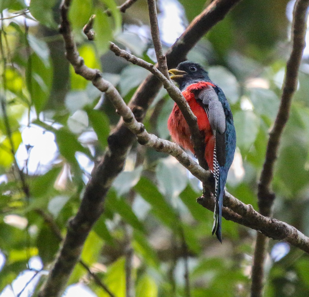 Collared Trogon - Cristina Rappa