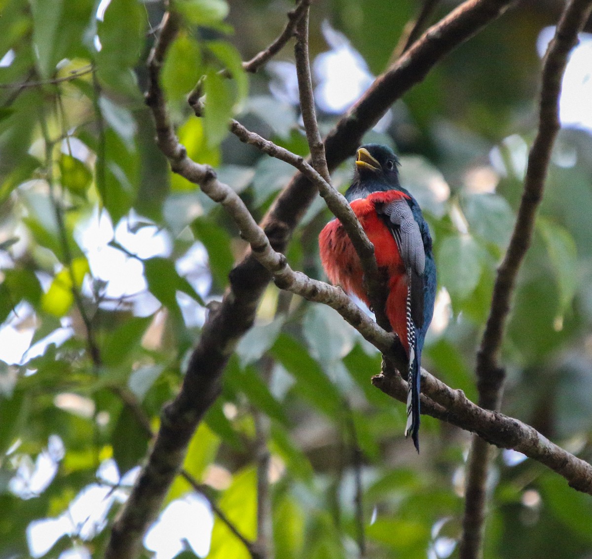 Collared Trogon - Cristina Rappa