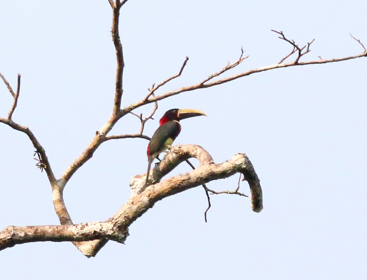 Red-necked Aracari - Cristina Rappa