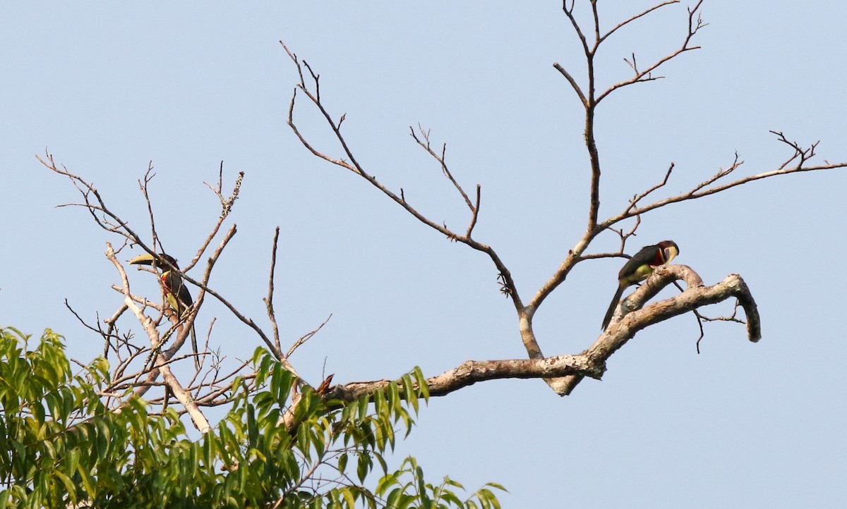 Red-necked Aracari - ML483291411