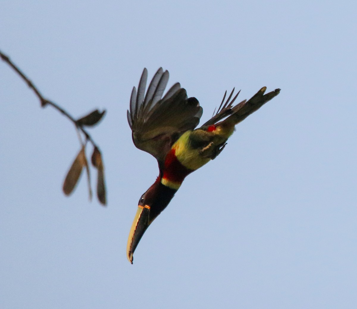 Red-necked Aracari - Cristina Rappa