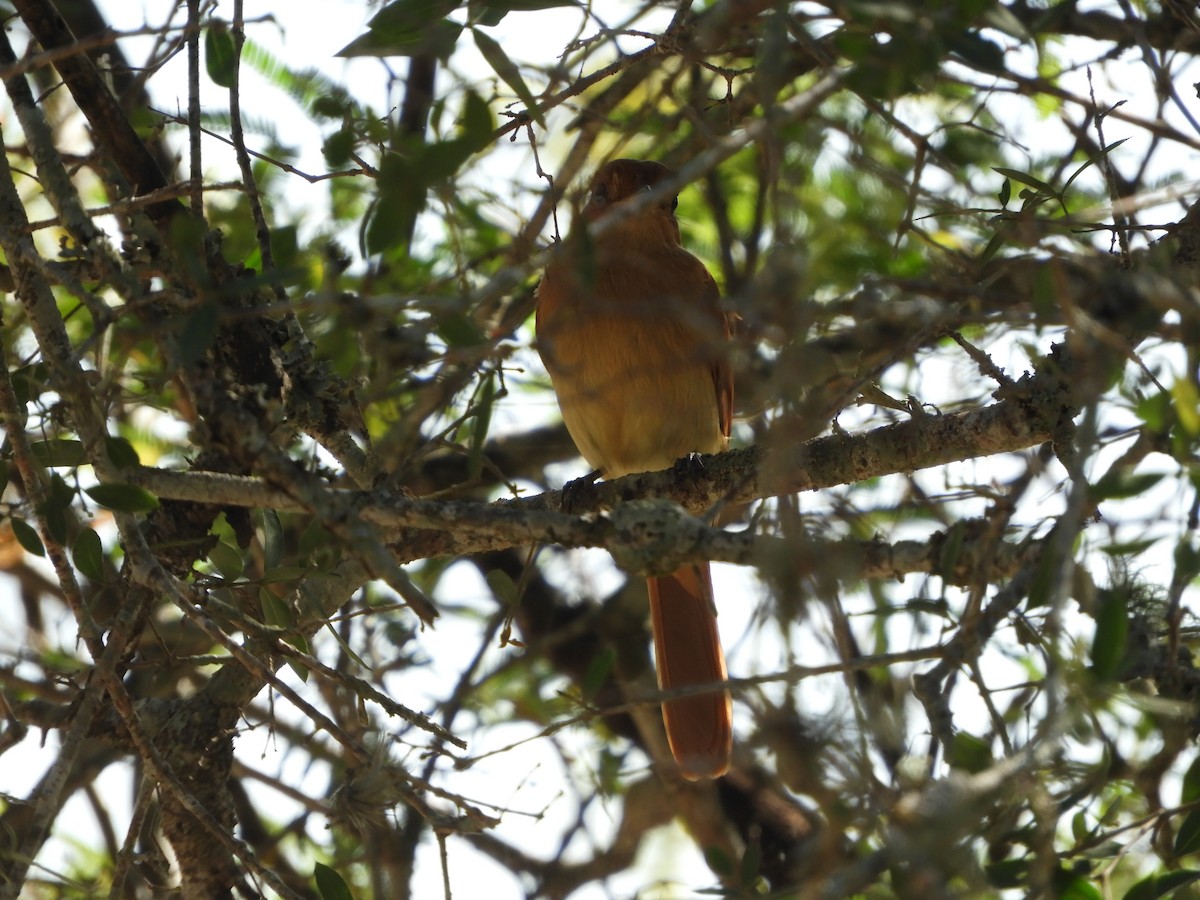 Rufous Casiornis - ML483291531