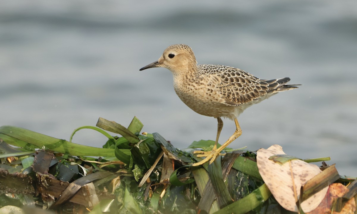 Buff-breasted Sandpiper - ML483291741