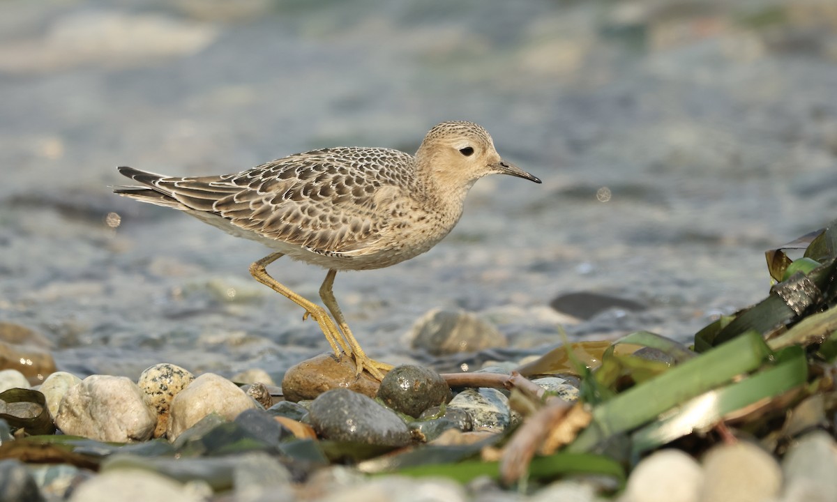 Buff-breasted Sandpiper - ML483291831