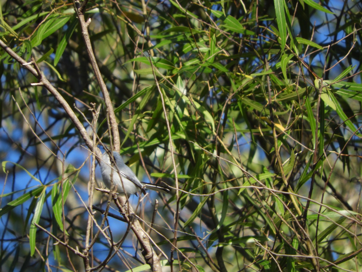 Masked Gnatcatcher - ML483292221