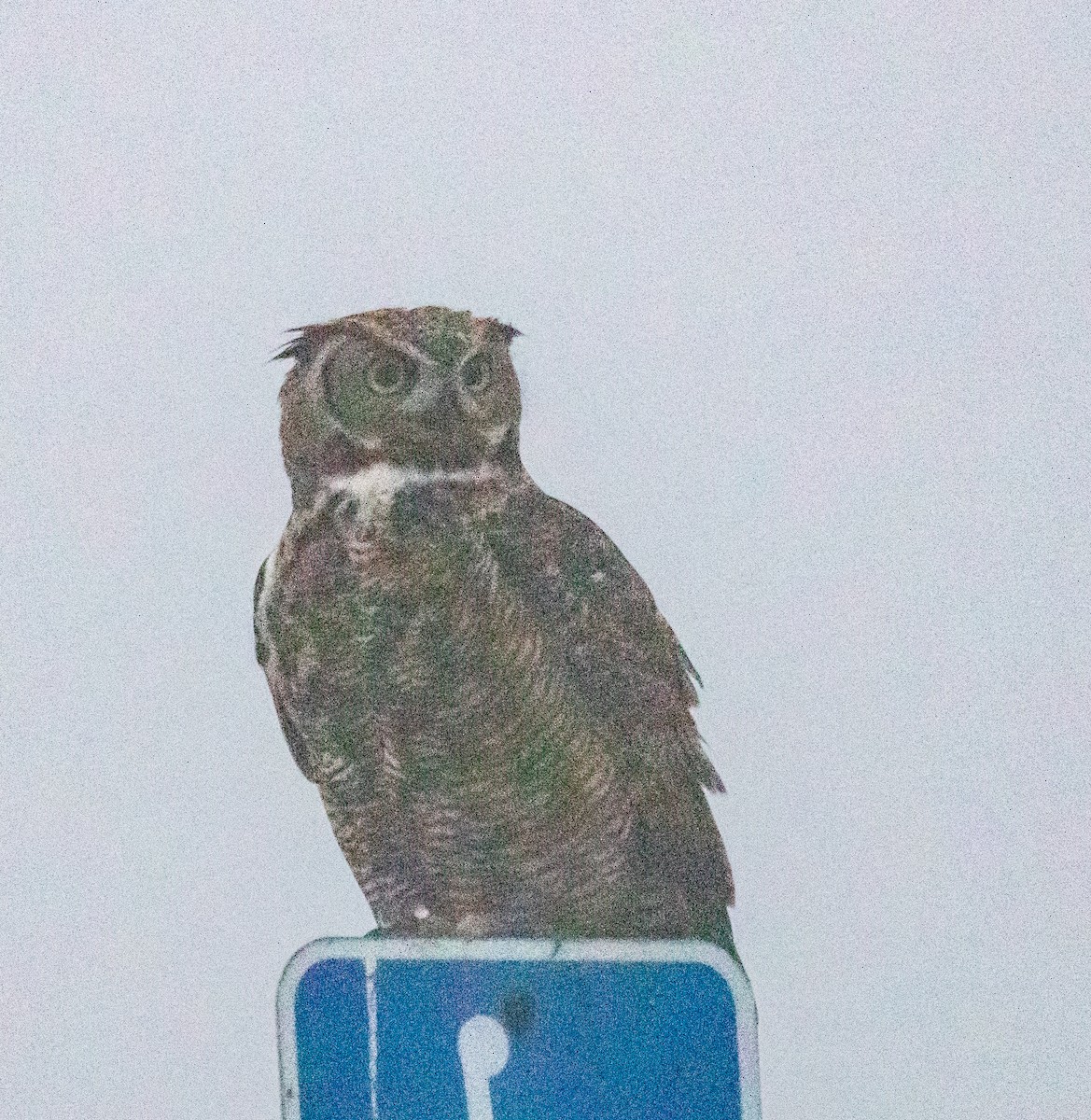 Great Horned Owl - ML483292601