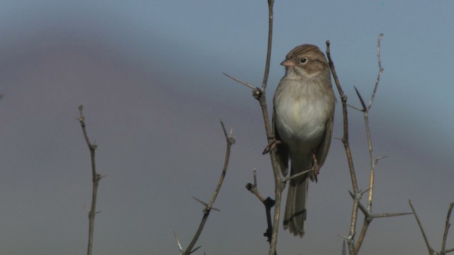 Brewer's Sparrow - ML483293