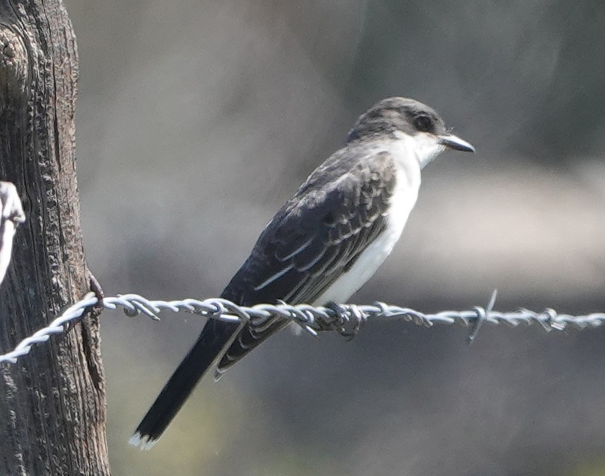 Eastern Kingbird - ML483293181