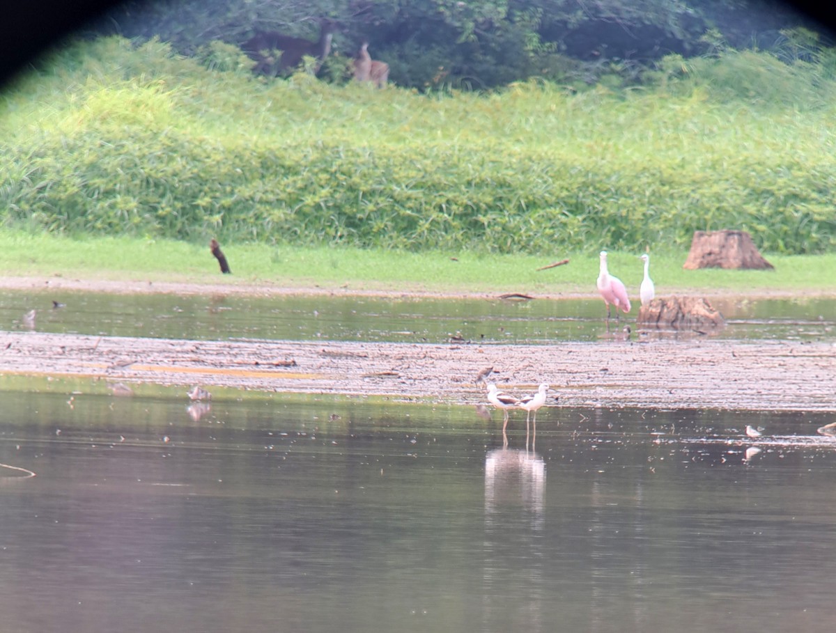 Avocette d'Amérique - ML483293381